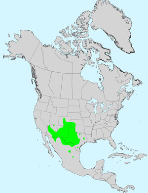 North America species range map for Plains Blackfoot Daisy, Melampodium leucanthum: Click image for full size map.